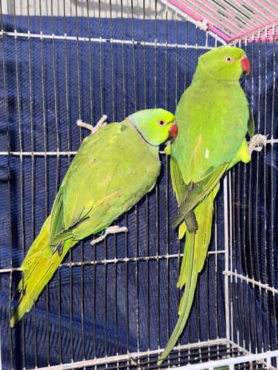 Breeder Pair