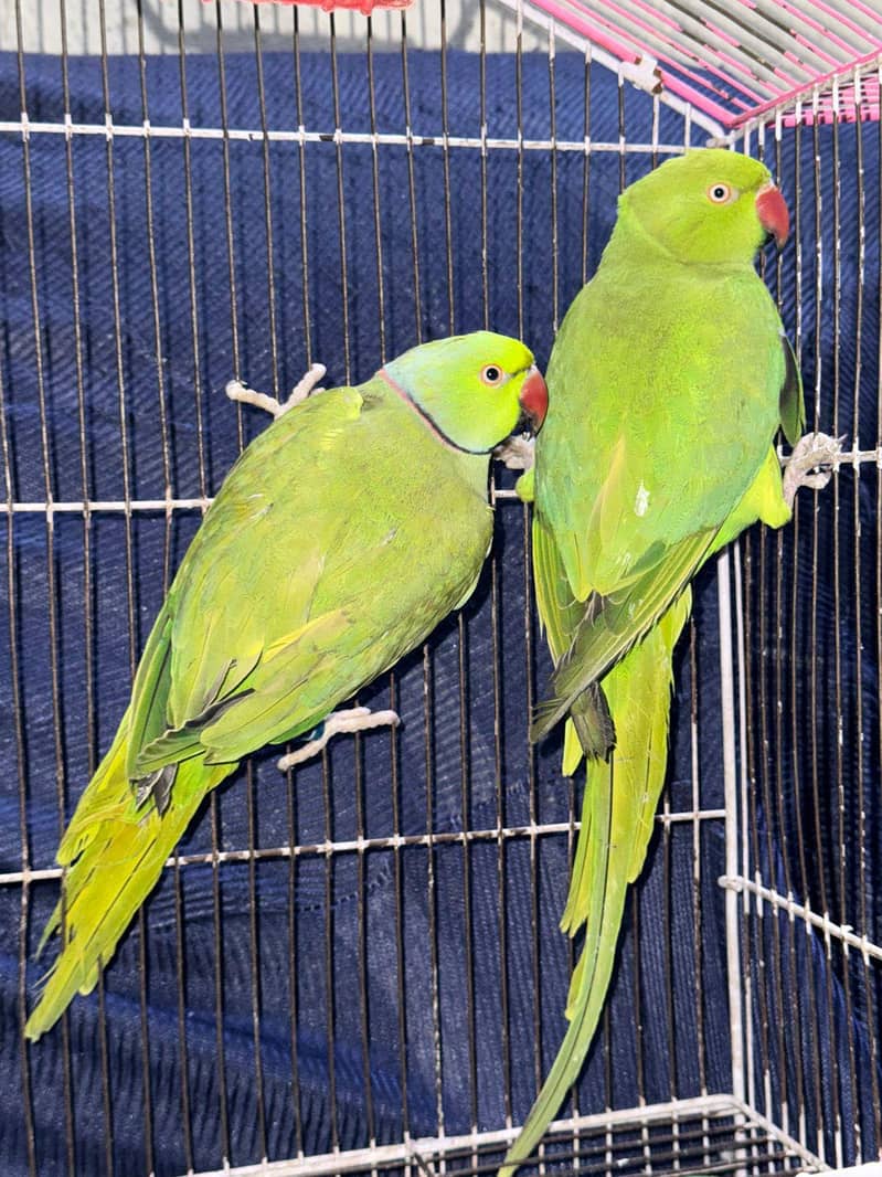 Breeder Pair 1