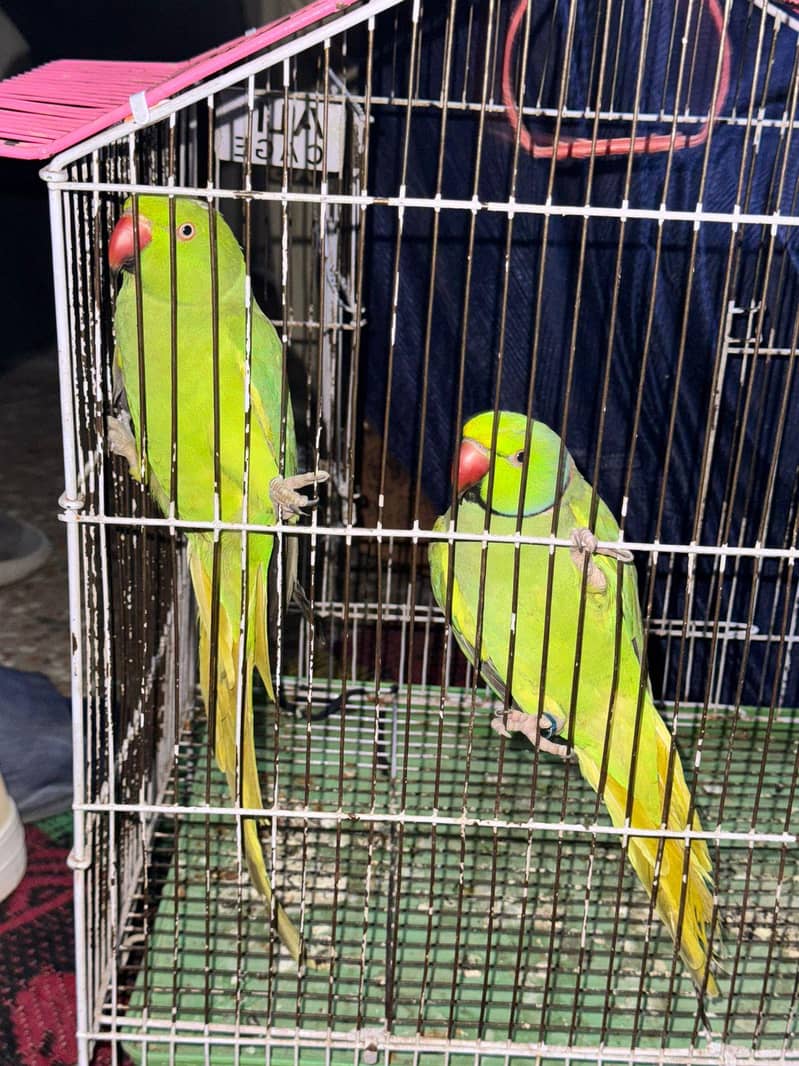Breeder Pair 2