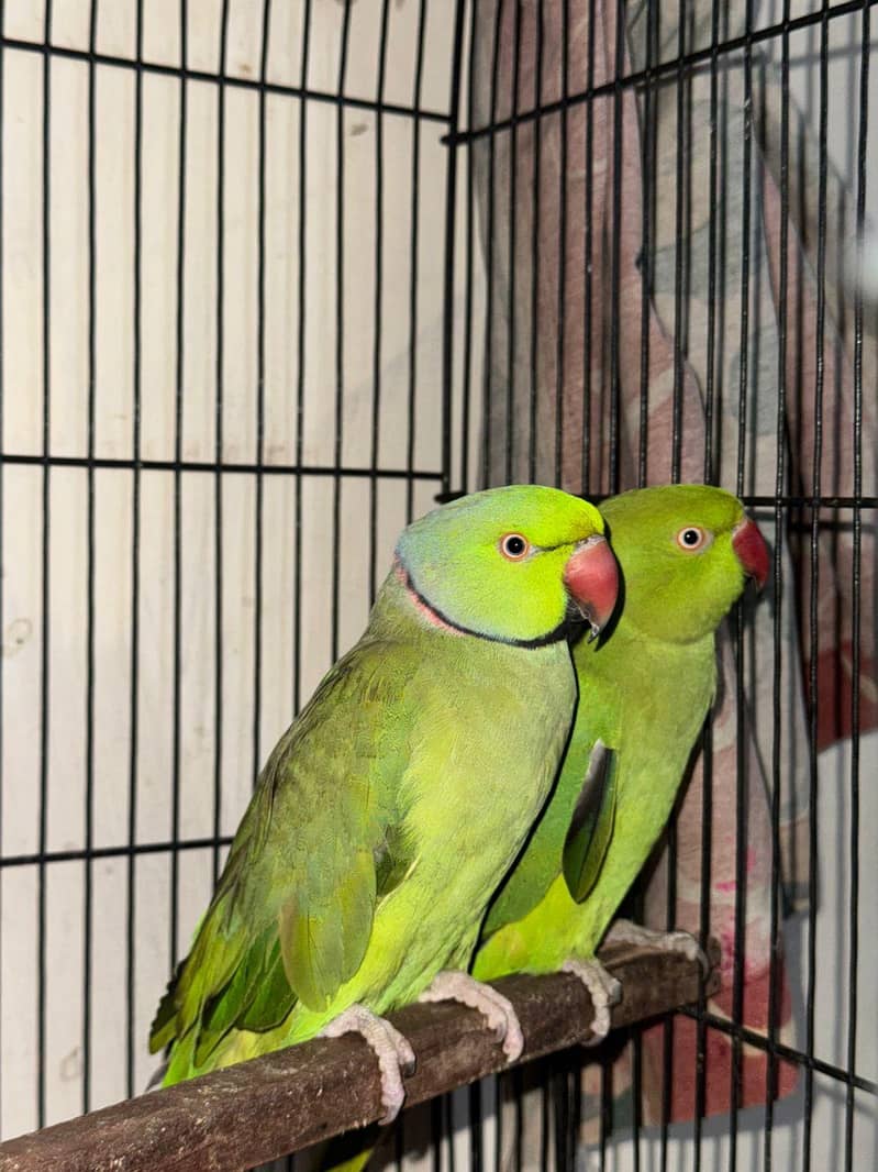 Breeder Pair 3