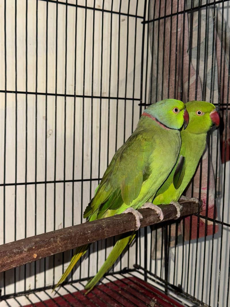 Breeder Pair 4