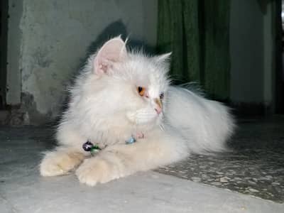 Persian cat