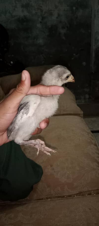 This is very beautiful