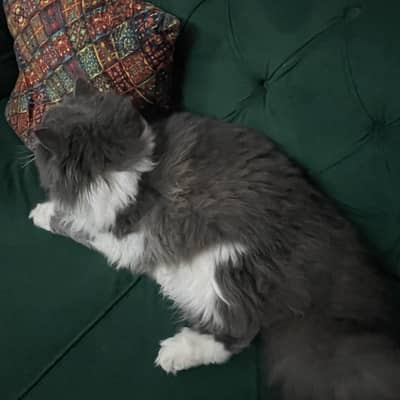 Persian cat for sale
