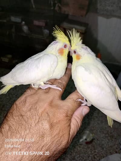 02 creem 02 gray coktil chicks for sale