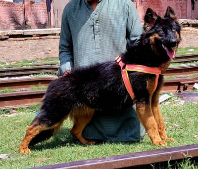 6 month female for sale