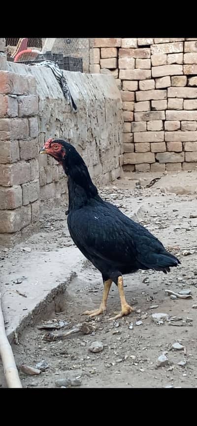 Aseel murga or murgi