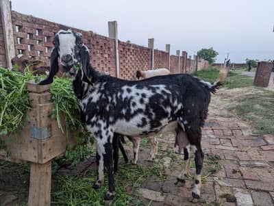 Makki Cheeni Bakri For sale 03047949297 Call Whatsapp