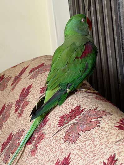 Raw parrot for sale