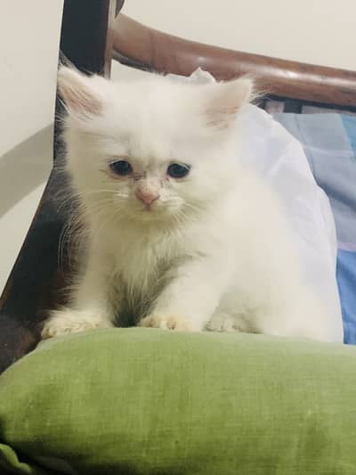 Triple coated white persian Kitten  (03212505325) just whtss app