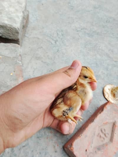 Aseel Heera X Burmi chicks