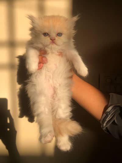 Persian Kitten