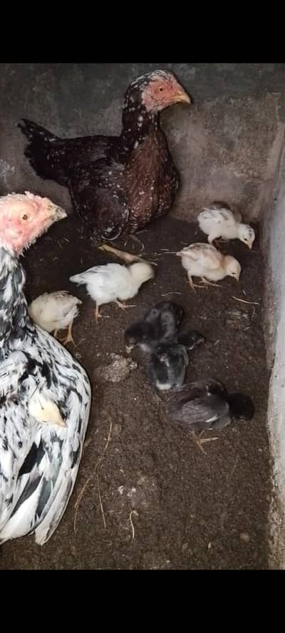 Location islambad bhria anclke k pass price 6hazar  mugra ki