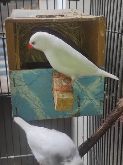 snow white red eyes breeder pair with cage