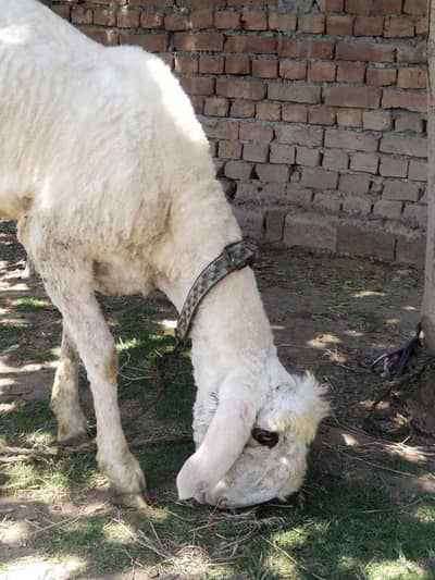Young female sheep  for sale