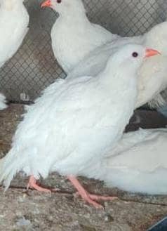 White Albino Partridges (White Chakor)