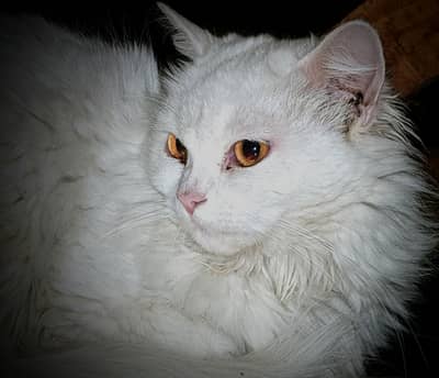Persian cat