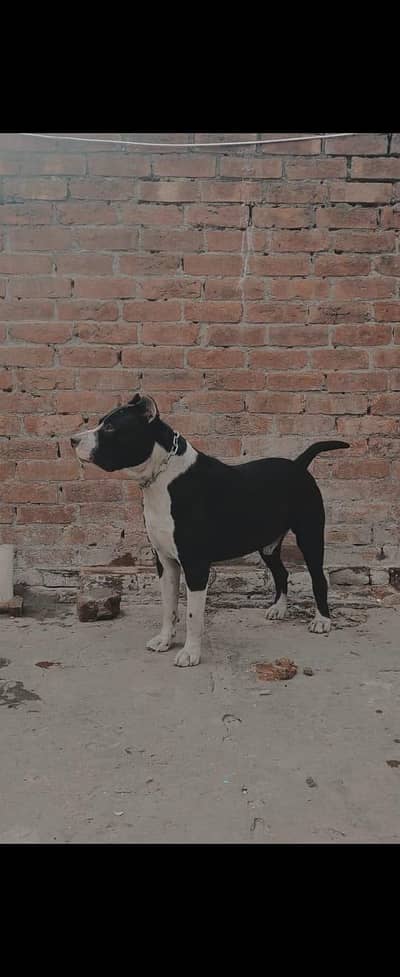 American Pit Bull Terrier/American Bully/Pitbull Dog/Bully Kutta