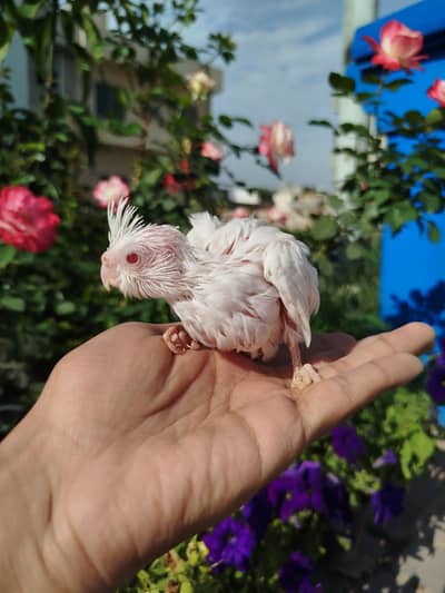 Handtamed Cocktails near to self Available