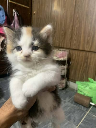 Persian tripple coat female kittens for sale Location tench bhatta