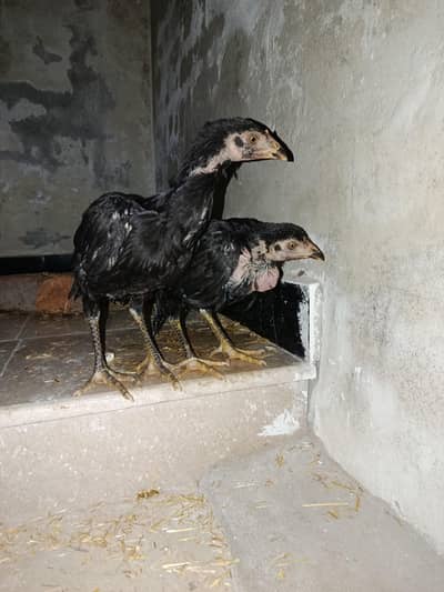 pure Aseel Full black