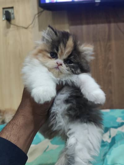 extreme punch face kitten  03056752302 call watsapp