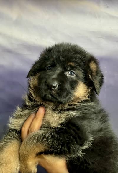 German shepherd puppies