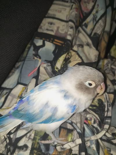 violet head, love bird,