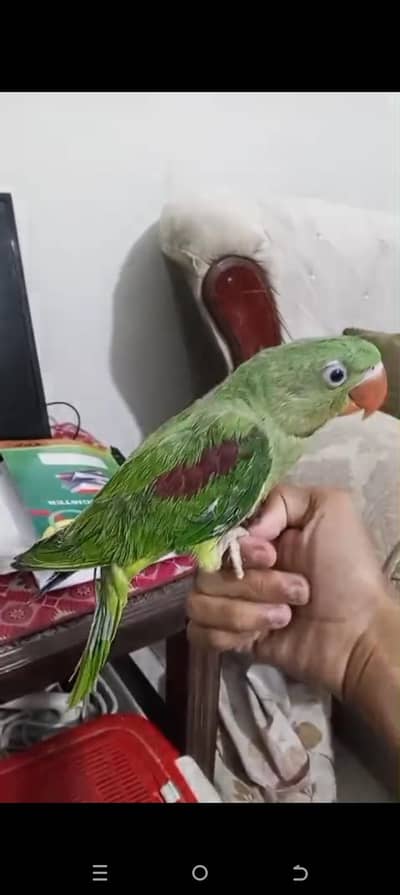 pahari covered chicks for sale