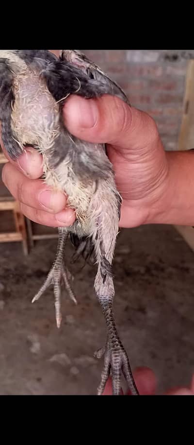 aseel choze for sale (03270903036)