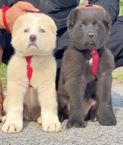 alabai security dog 2 month pair for sale heavy bone