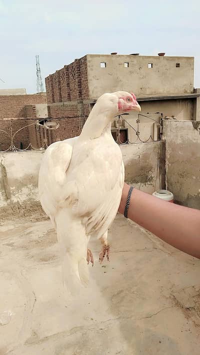 pure aseel paper white