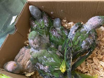 5 raw parrots. 3 males 2 females price for each 12000
