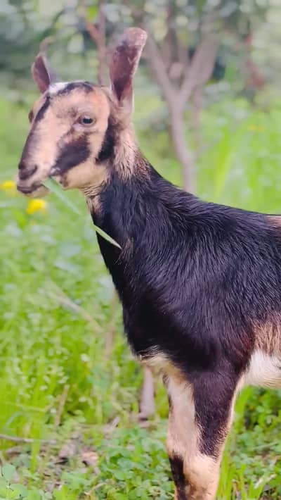 For sale barbari galmori nasl bakra