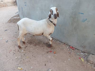 2 Danth Qurbani Dumba f