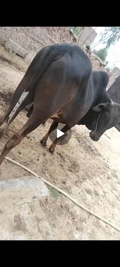 sahiwal bullfor sell