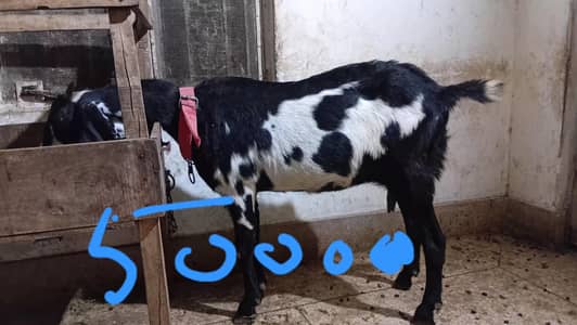 Dogali Desi bakri or makhi cheeni pathen