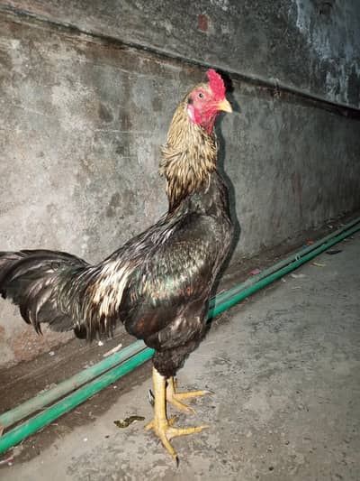 pure high quality murga / aseel murga /murgi old bloodline