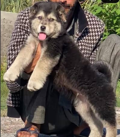 bakarwal security dog 3 month male for sale heavy bone