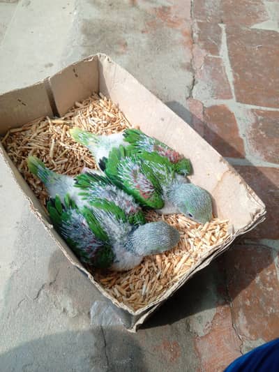 Raw parrot chicks