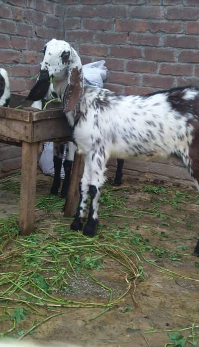 Bakra and Bakri Healthy Active. Goat, path, dumba,  Sheep