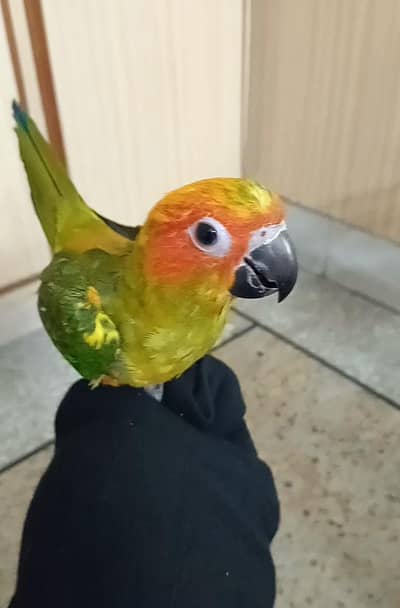 Sun Cnoure tame female