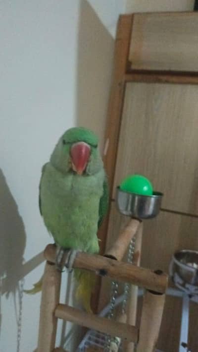 Raw parrot