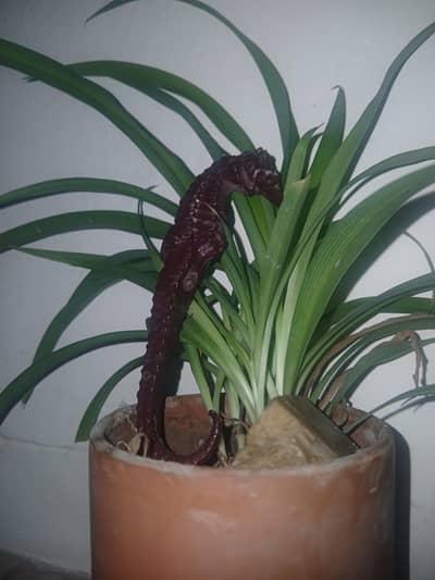 Seahorse Toy for sale