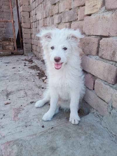 female puppy friendly Active age 3 month lucation multan