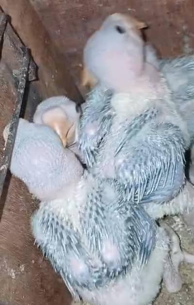 raw parrot chicks reasonable price