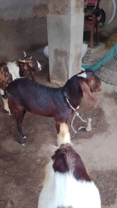 Qurbani k bakery munaseb rat pay