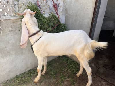 Bakra qurbani 2026 for sale