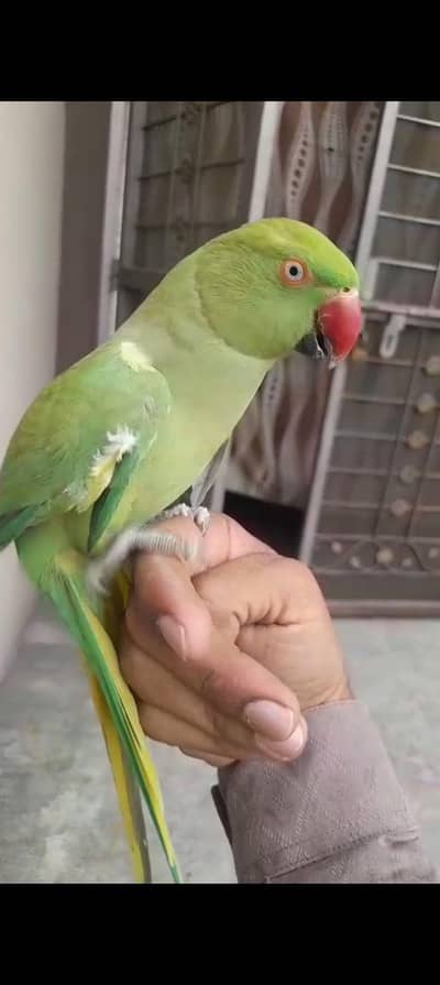 talking and hand tamp train parrot