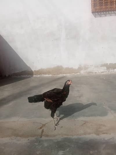 Aseel Murgi ( Anday Wali )